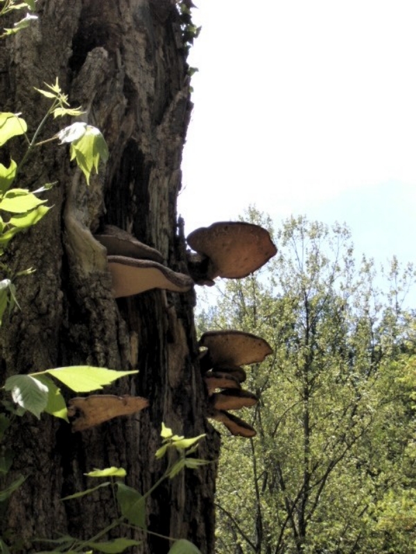 Tree-fungi.jpg